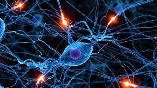神经系统修复新方式-中邦干细胞